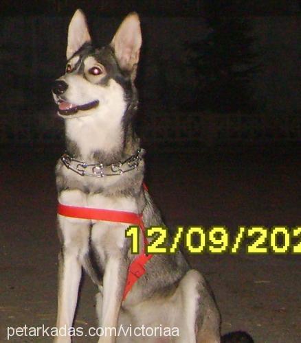 victoria Dişi Sibirya Kurdu (Husky)