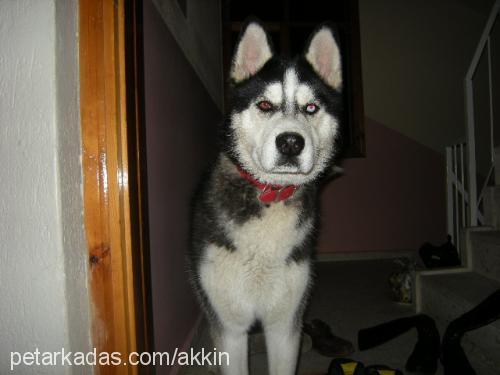 rexs Erkek Sibirya Kurdu (Husky)