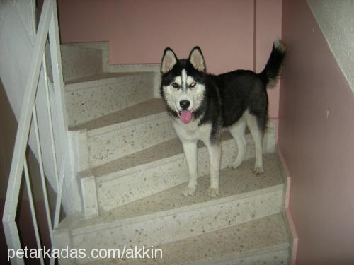 rexs Erkek Sibirya Kurdu (Husky)