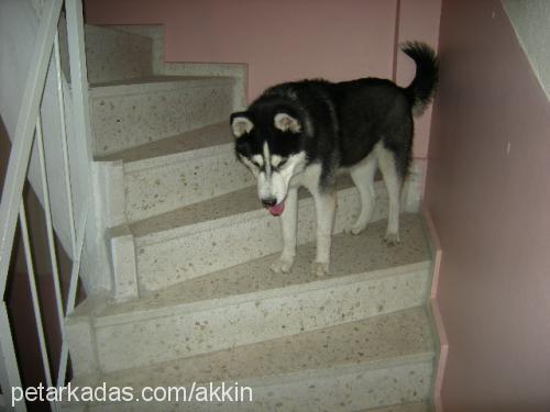 rexs Erkek Sibirya Kurdu (Husky)