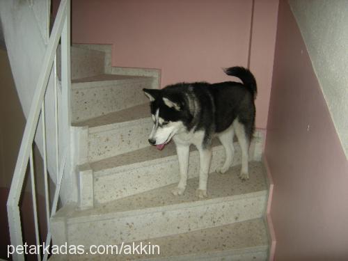 rexs Erkek Sibirya Kurdu (Husky)