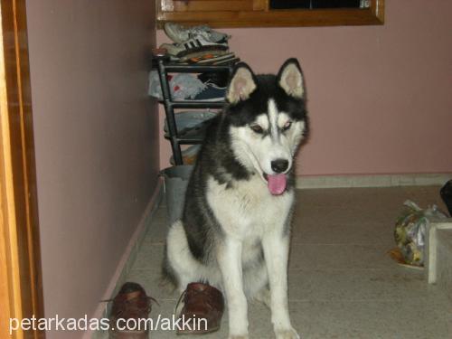 rexs Erkek Sibirya Kurdu (Husky)