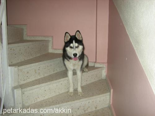 rexs Erkek Sibirya Kurdu (Husky)