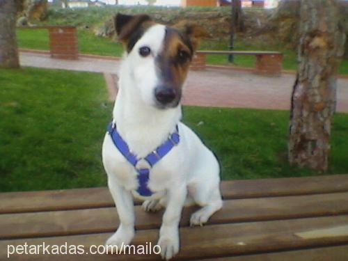 mailo Erkek Jack Russell Terrier