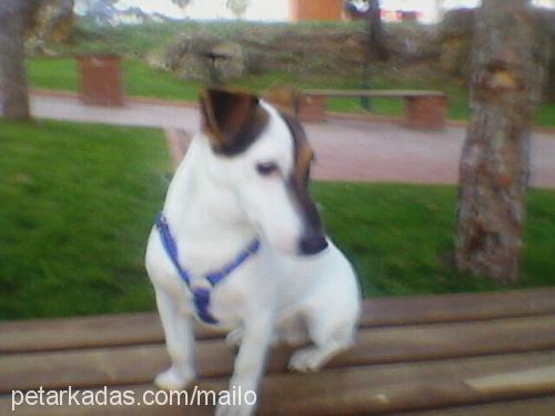 mailo Erkek Jack Russell Terrier