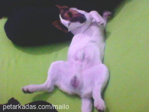 mailo Erkek Jack Russell Terrier