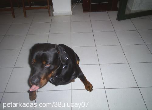 kömür Erkek Rottweiler