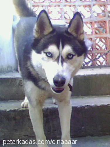 çınar Erkek Sibirya Kurdu (Husky)