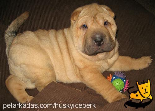 punki Erkek Çin Shar-Pei