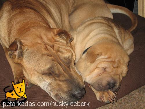 punki Erkek Çin Shar-Pei