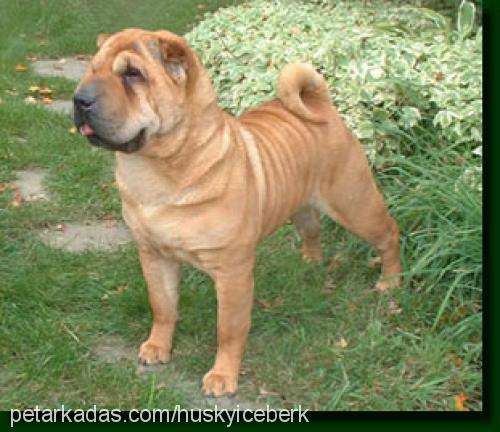 punki Erkek Çin Shar-Pei