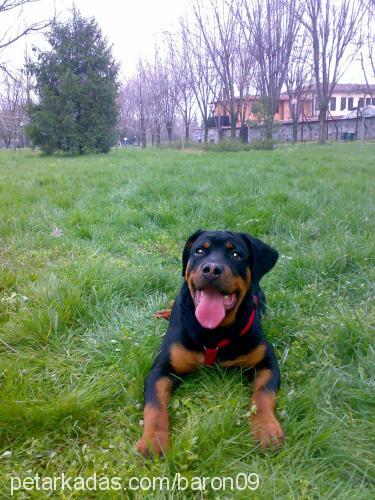 baron Erkek Rottweiler