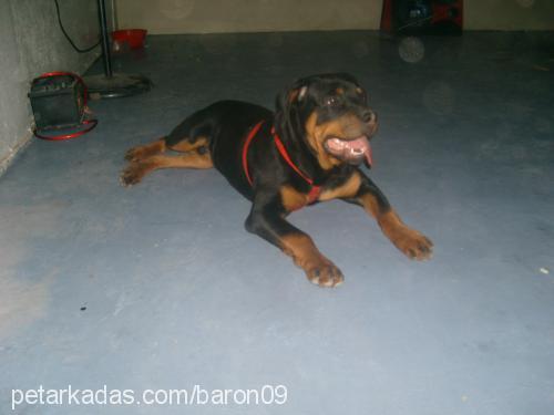 baron Erkek Rottweiler