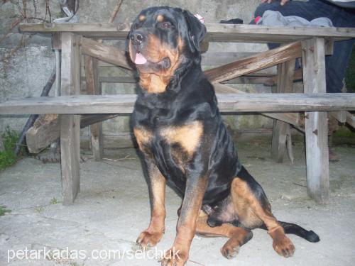 efe Erkek Rottweiler