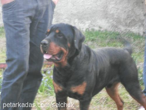 efe Erkek Rottweiler