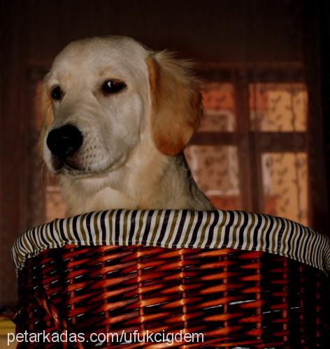 daisy Dişi Golden Retriever