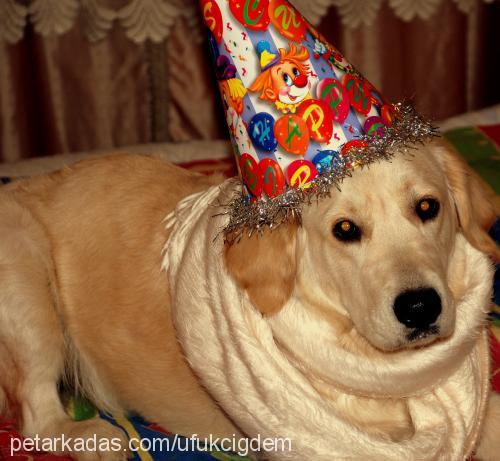 daisy Dişi Golden Retriever