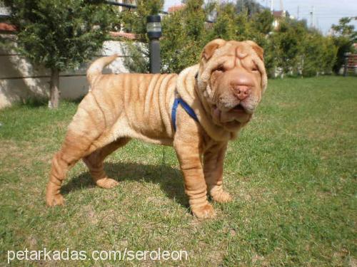 leon Erkek Çin Shar-Pei