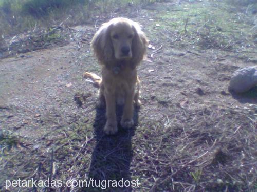 dost Erkek Amerikan Cocker Spaniel