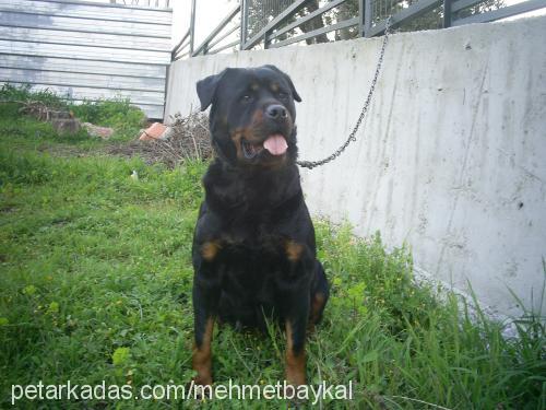 hera Dişi Rottweiler