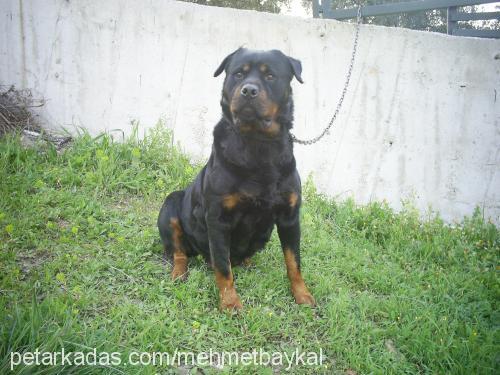 hera Dişi Rottweiler