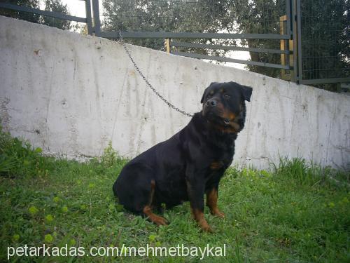 hera Dişi Rottweiler