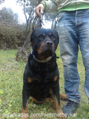 hera Dişi Rottweiler