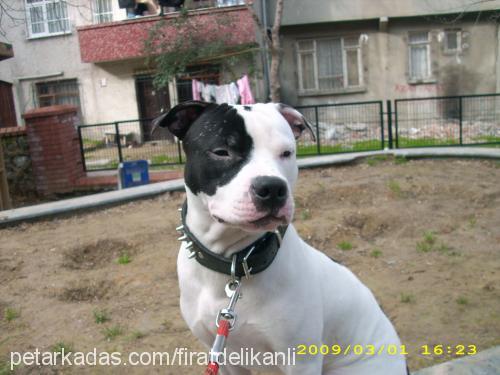 tyson Erkek Amerikan Pitbull Terrier