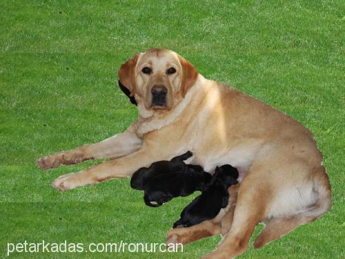 çakıl Dişi Labrador Retriever