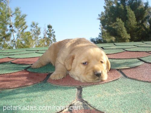 çakıl Dişi Labrador Retriever