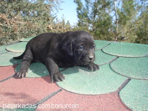 çakıl Dişi Labrador Retriever