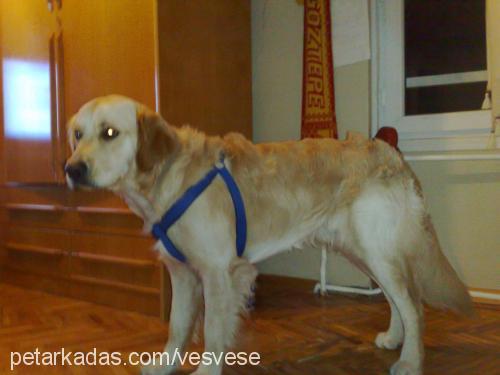 ateş Erkek Golden Retriever