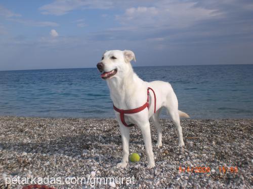 lokum Dişi Golden Retriever