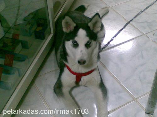 maya Dişi Sibirya Kurdu (Husky)