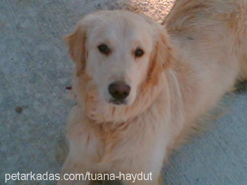 haydut Erkek Golden Retriever