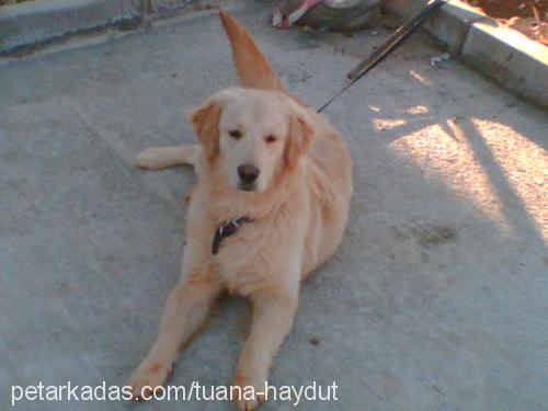 haydut Erkek Golden Retriever