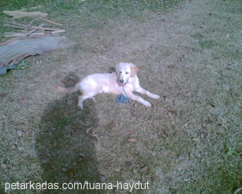 haydut Erkek Golden Retriever