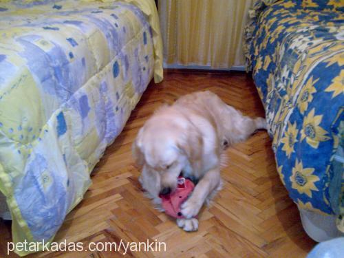 kral Erkek Golden Retriever