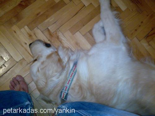 kral Erkek Golden Retriever