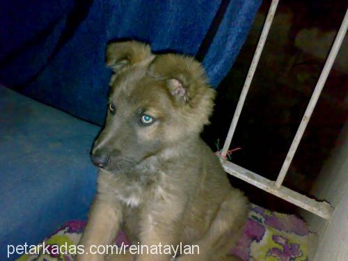 reina Dişi Sibirya Kurdu (Husky)