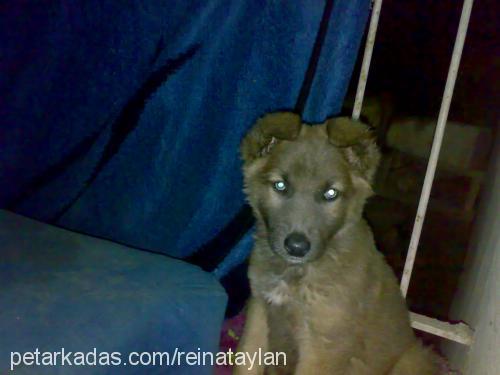 reina Dişi Sibirya Kurdu (Husky)