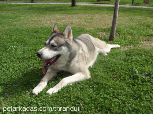 rocky Erkek Sibirya Kurdu (Husky)