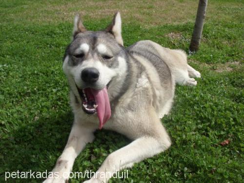 rocky Erkek Sibirya Kurdu (Husky)