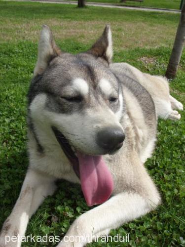 rocky Erkek Sibirya Kurdu (Husky)