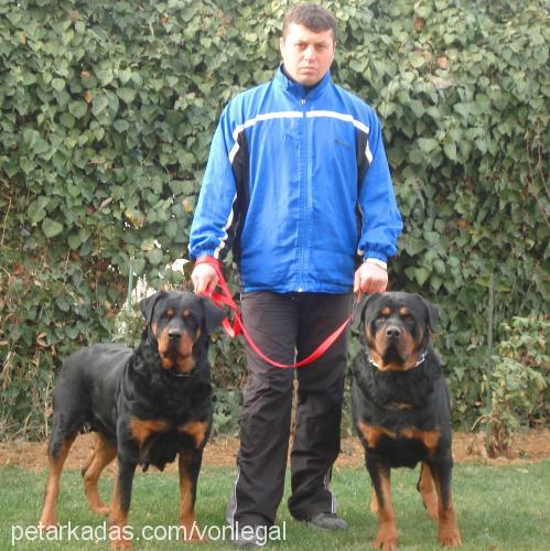 şiva-rex Erkek Rottweiler