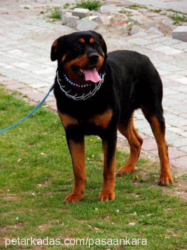 efe Erkek Rottweiler