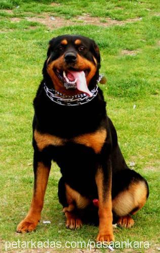 efe Erkek Rottweiler