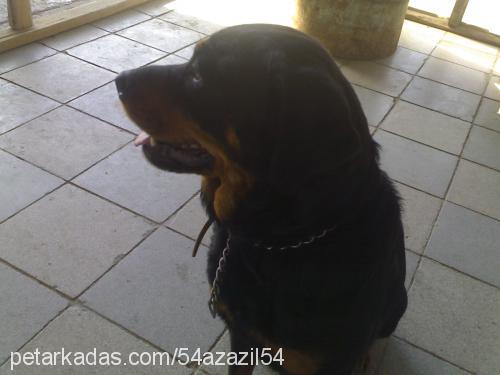 deyzi Dişi Rottweiler