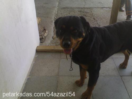 deyzi Dişi Rottweiler