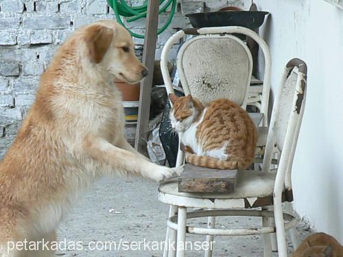 sunny Dişi Golden Retriever